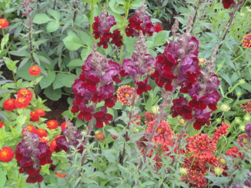 Antirrhinum Rocket, Löwenmaul Jungpflanze