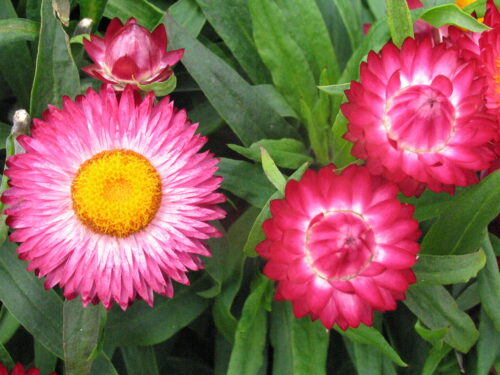 Helichrysum, Strohblume, Jungpflanze
