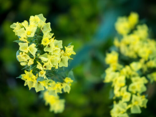 Limonium gelb,Strandflieder, Jungpflanze
