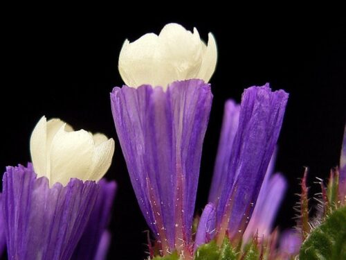 Limonium, blau, Strandflieder, Jungpflanze