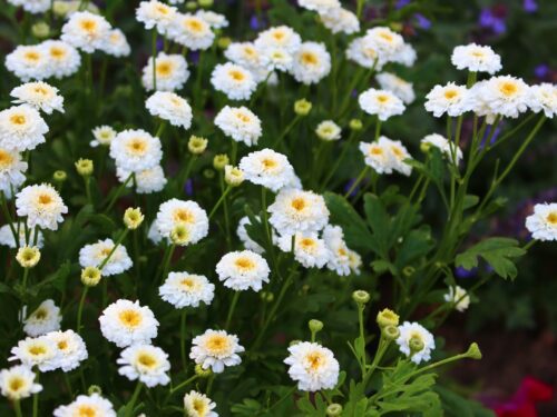 Tanacetum Tetra White, Jungpflanze