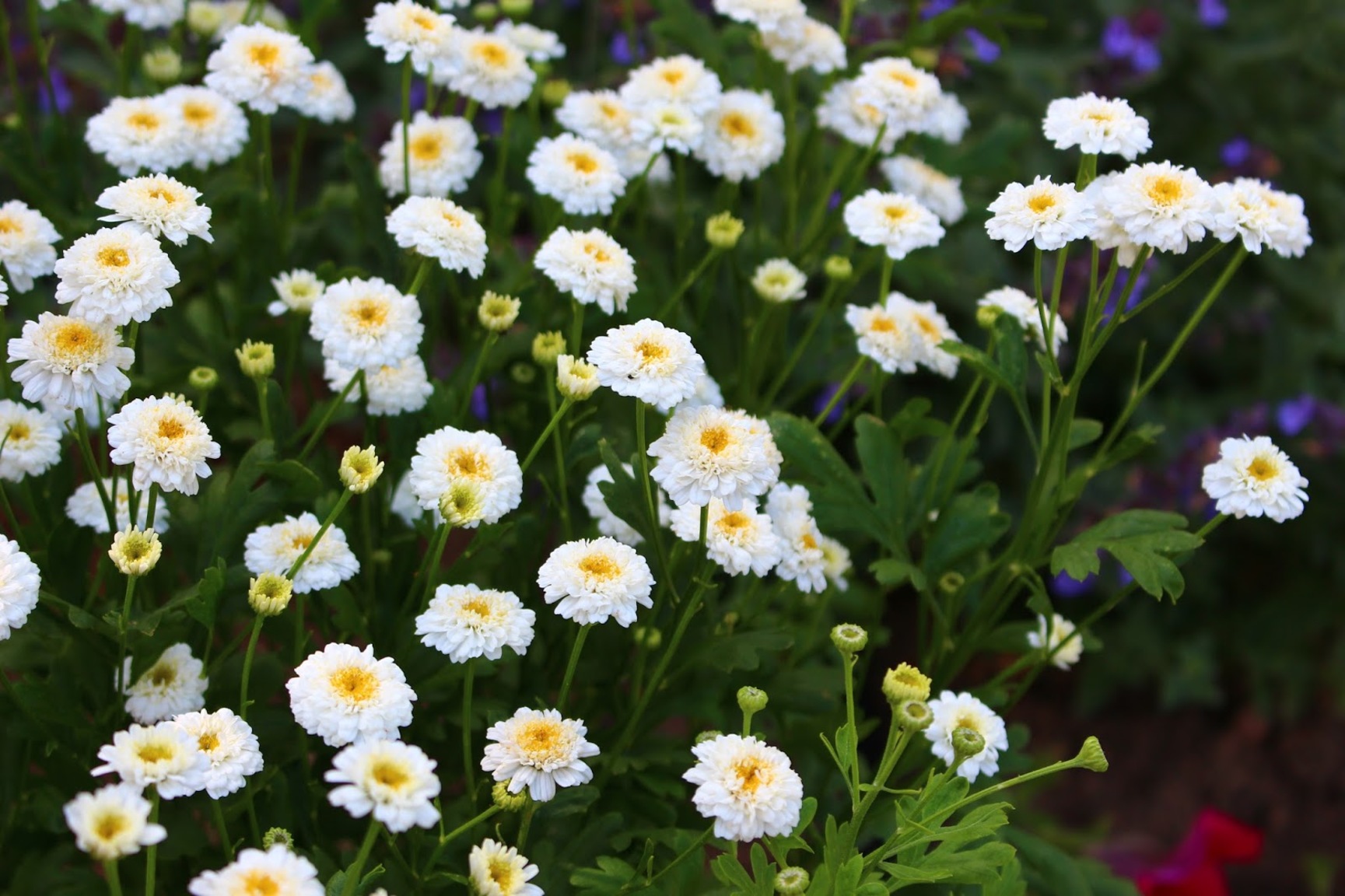 Пижма Девичья Купить Семена