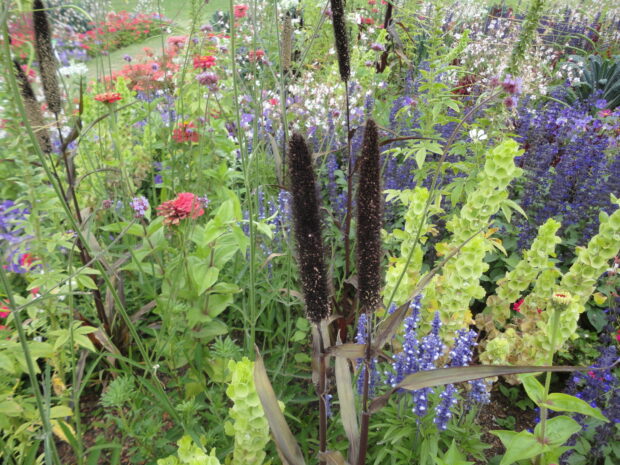 Pennisetum Purple Baron, Jungpflanze