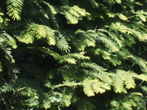 Metasequoia glyp. in Tonschale 5Pflanzen