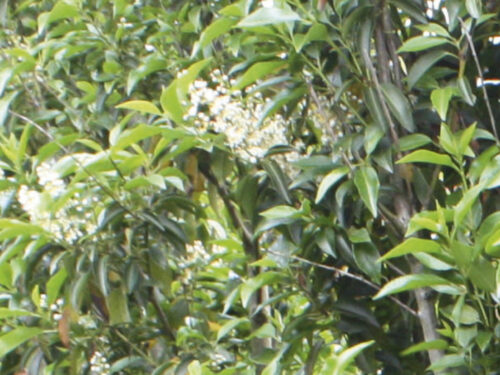 Prunus lusit. Angustifolia, Portugiesischer Lorbeer
