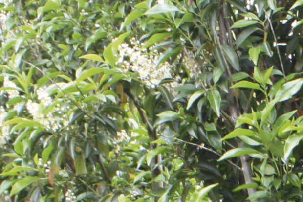 Prunus lusitanica C7,5 60-80 - Portugiesischer Lorbeer,