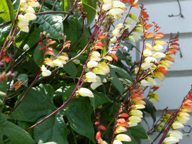 Quamoclit, kleine Trichterwinde
