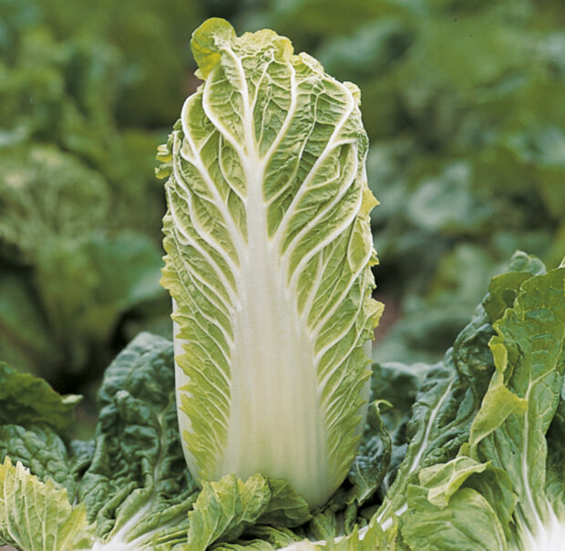 Brassica Bilko - Chinakohl - Jungpflanze