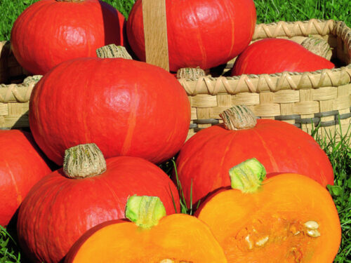 Cucurbita maxima Sunshine F1 - Speise-Kürbis