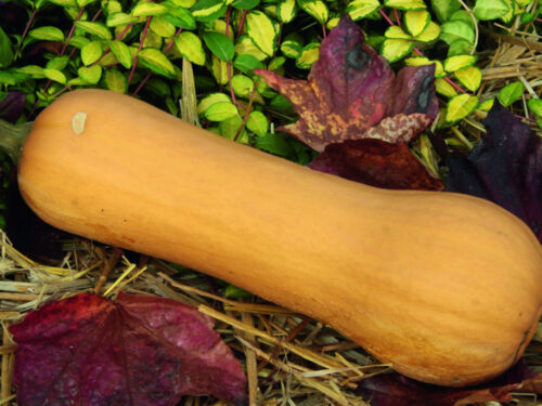 Cucurbita pepo Ultra F1 - Großfruchtiger Butternut-Kürbis
