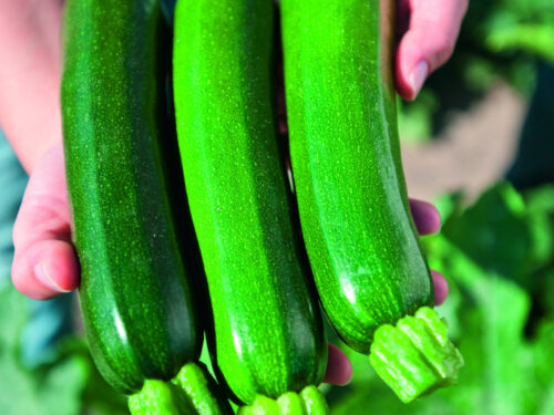 Cucurbita pepo Zodiac F1 - Grüne Zucchini