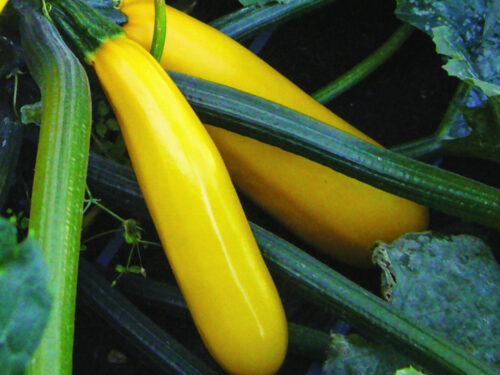 Cucurbita pepo Golden Glory F1 - Gelbe Zucchini