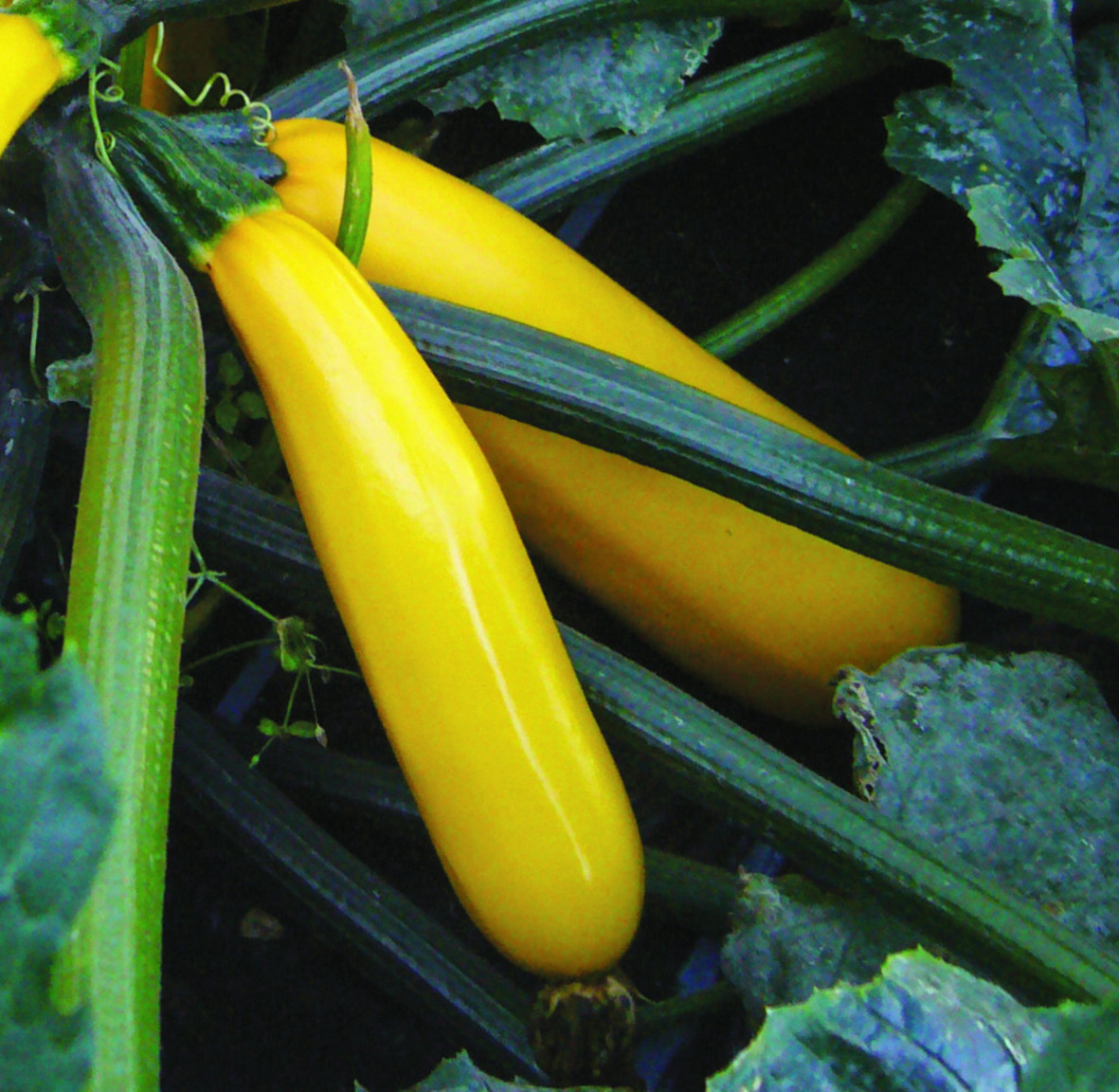 Cucurbita pepo Golden Glory F1 Gelbe Zucchini Blumen Schwarz