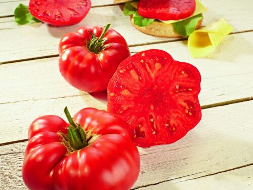 Lycopersicum Buffalosteak - Steak-/OchsenherzTomate