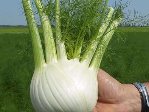 Foeniculum Dragon F1 - Knollenfenchel - Jungpflanze