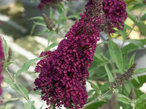 Buddleja Buzz Wine T14 - Zwerg-Sommerflieder