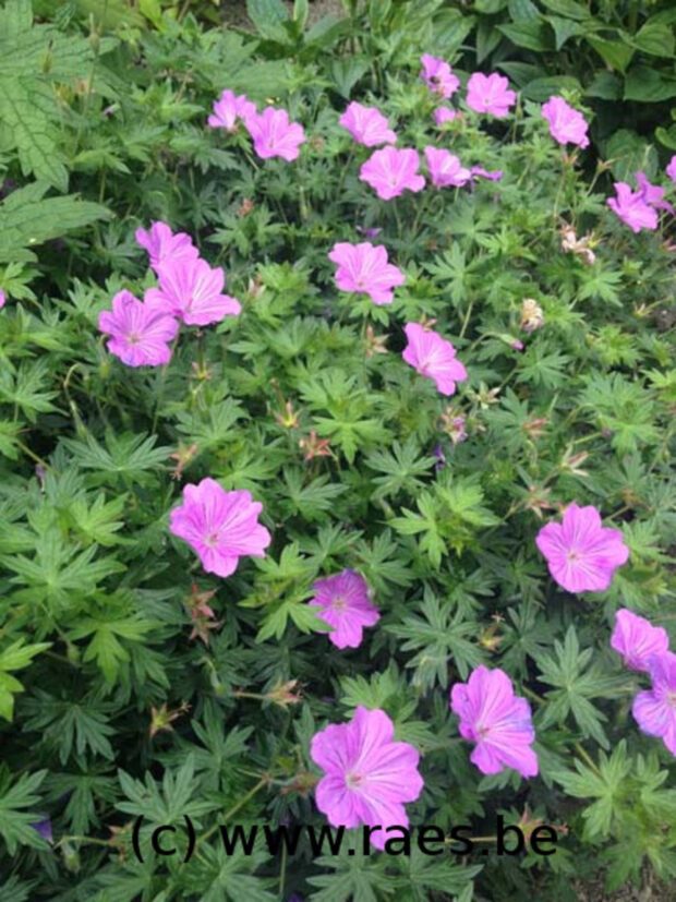 Geranium Blushing Turtle, Storchschnabel