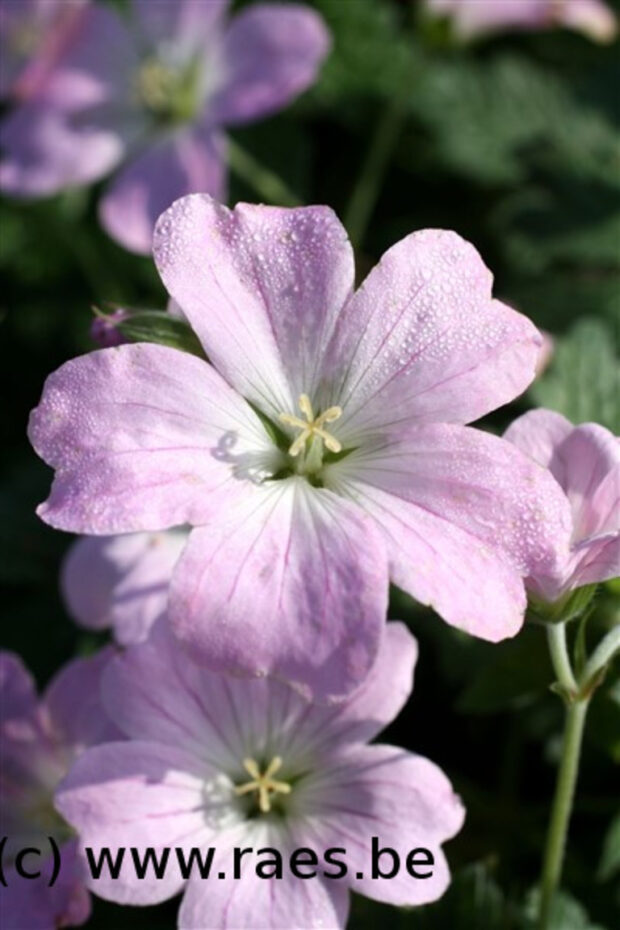 Geranium Dreamland, Storchschnabel