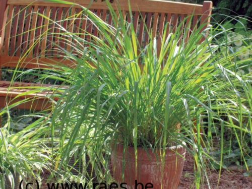 Cymbopogon citratus, Zitronengras