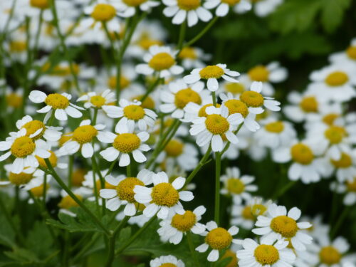 Tanacetum p. Snow Star, Jungpflanze
