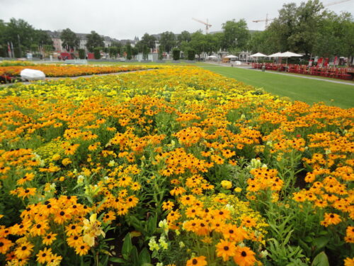 Rudbeckia, Jungpflanze, einj. Sonnenhut