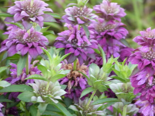 Monarda Bergamo