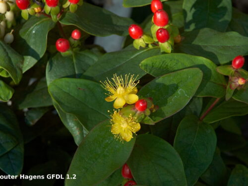Hypericum Magic Marbles red, Johanniskraut