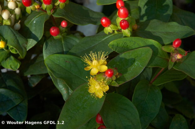 Hypericum Magic Marbles red, Johanniskraut