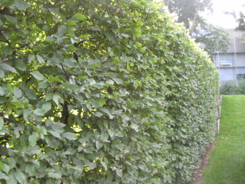 Carpinus betulus, C5 150-175cm, Buche