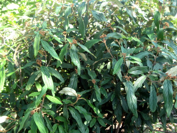 Viburnum rhytidophyllum, Runzelblättriger Schneeball