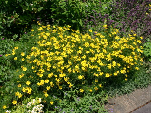 Coreopsis vertic., niedriges Mädchenauge