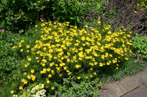 Coreopsis vertic., niedriges Mädchenauge