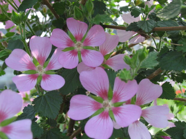 Anisodontea, Hochstamm T24, Kapmalve
