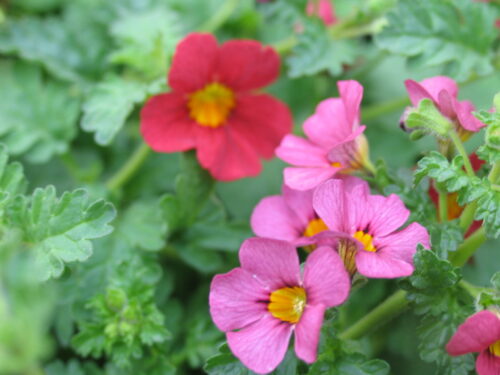 Jamesbrittenia, Morgenrotpflanze