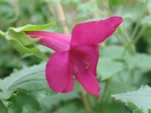 Lophospermum Red Wine, Klettergloxinie