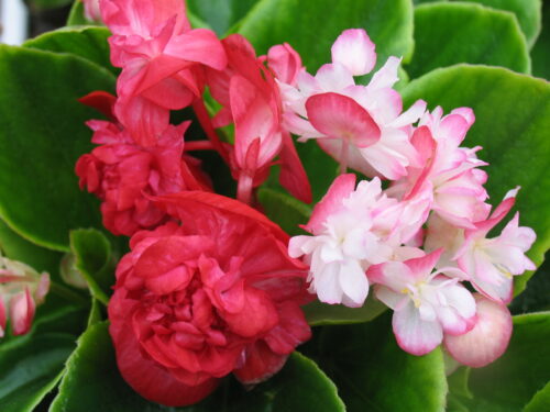 Begonia gefüllte Gottesaugen