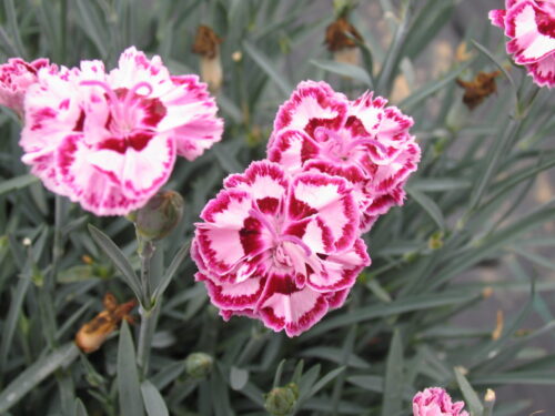 Dianthus caryoph., Topfnelke