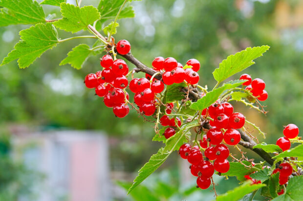 Ribes rubrum in Sorten, rote Johannisbeere