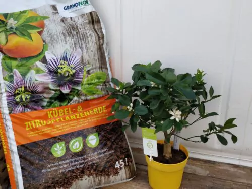 Gramoflor Kübel-u.Zitruspflanzenerde 45L