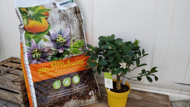 Gramoflor Kübel-u.Zitruspflanzenerde 45L