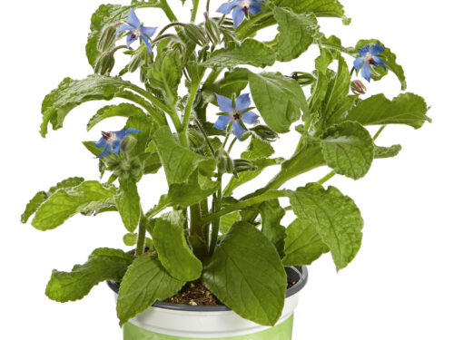 Borago Boris - Borretsch