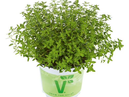 Thymus Fredo - Kugelthymian