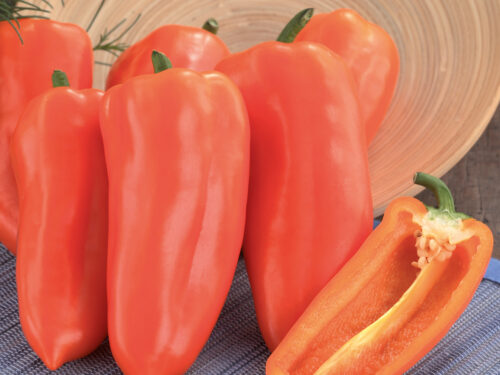 Capsicum Ariella Midi - Oranger Snackpaprika