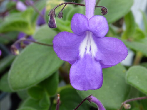 Streptocarpus sax. Blauer Gerch
