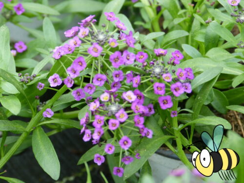 Lobularia Princess in Purple, violettes Steinkraut