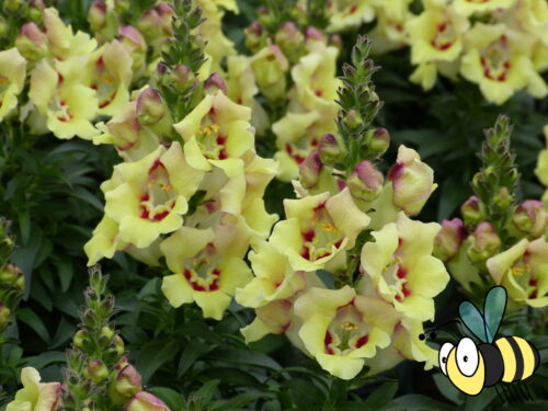Antirrhinum, div. Löwenmaul