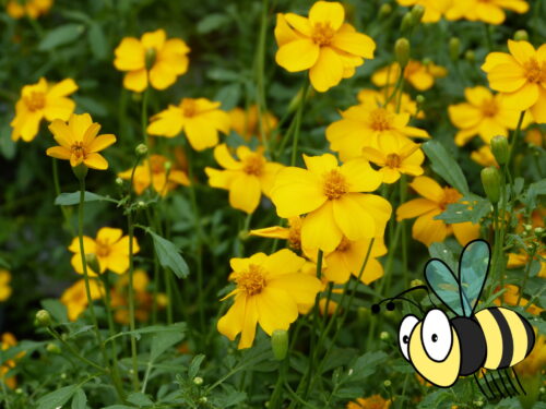 Tagetes, Gold Medal, Studentenblume