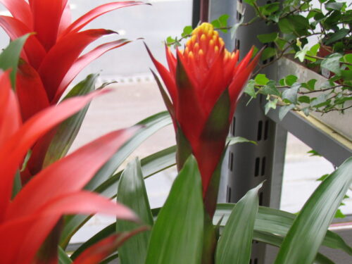 Bromelia in Sorten