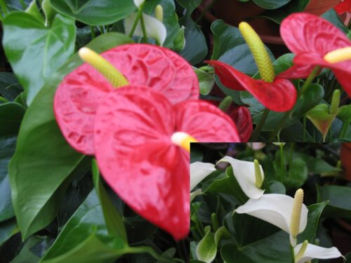 Anthurium andreanum, gemischte Farben