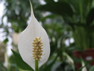 Spathiphyllum, Einblatt, T13